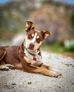 Pit Bull available for adoption