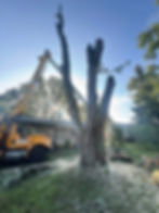 tree trim.jpg