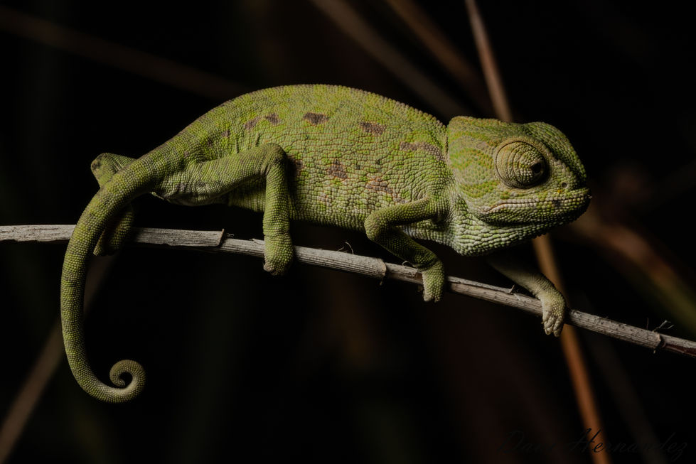 Chamaeleo chamaeleon