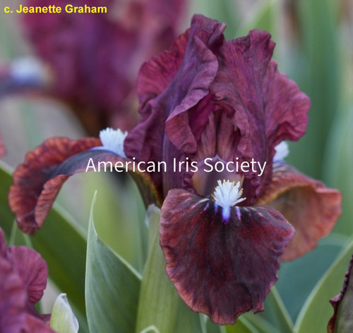 Violet Riband Wee Dragons | Amethyst Creek Farm