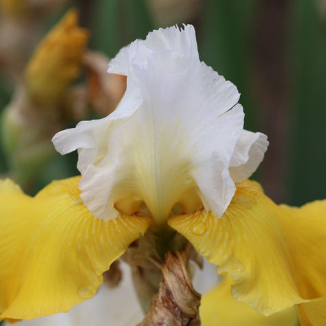 🎨 Understanding Bearded Iris Color Patterns