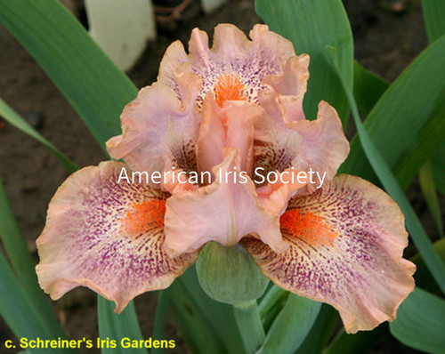 Fruit Cup | Amethyst Creek Farm Irises, Peonies, Daylilies