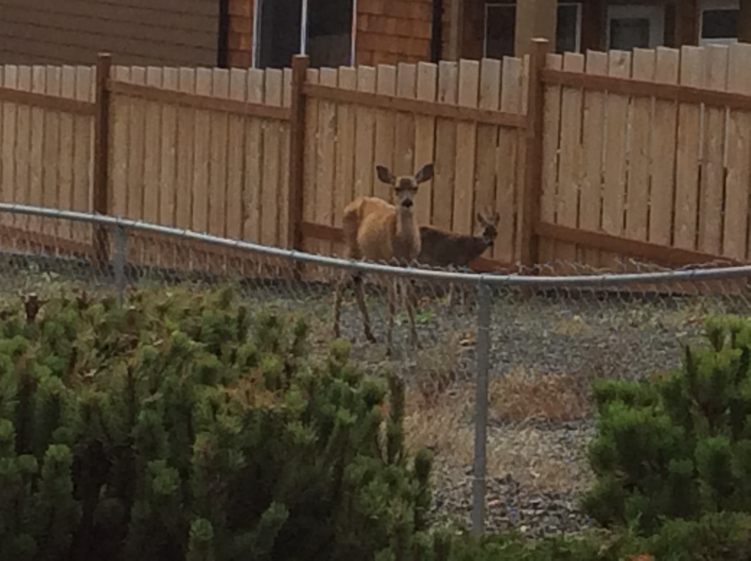 Group Daycare Backyard