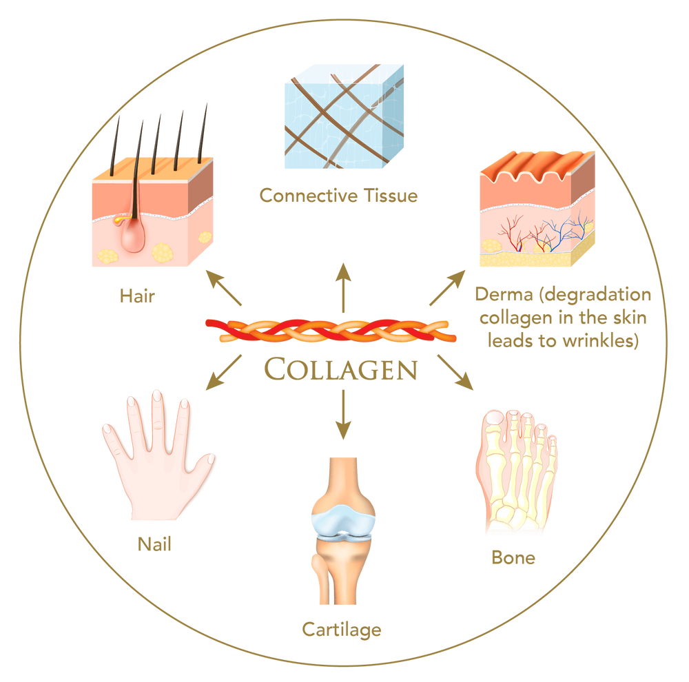 Why Collagen & Biotin are essential for keeping your Skin, Hair & Nails healthy