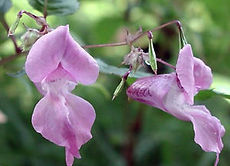 IMPATIENS icon.jpg