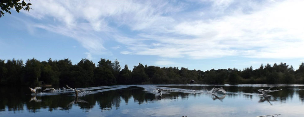 swans+(2)