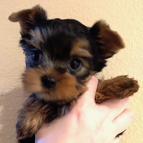 Tiny Rosie 2.jpeg
