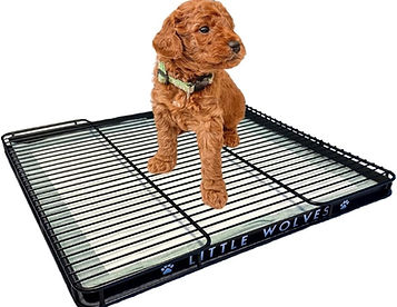 Potty training