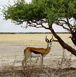 A Springbok (Antidorcas) in the Kalahari desert._edited.jpg