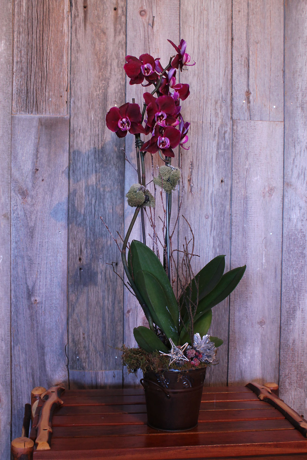 301 - Live Potted Purple Orchid