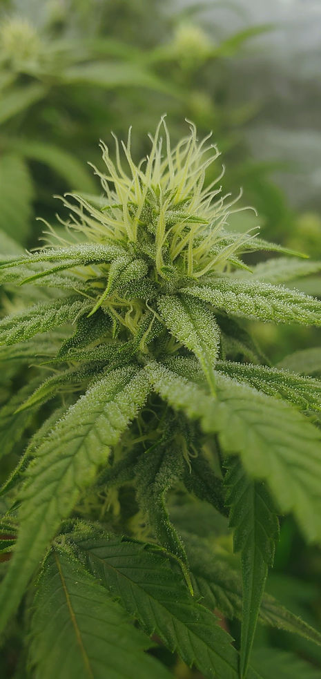 Cannabis_edited_edited.jpg