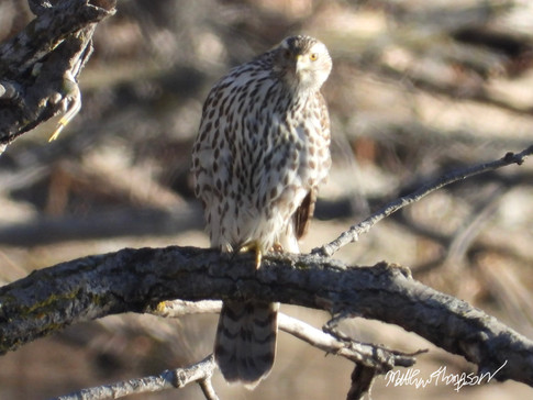 Northern Goshawk