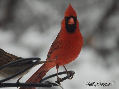 Northern Cardinal