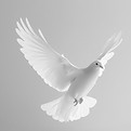 mayagi_a_photograph_of_2_white_doves_fly