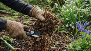 Spring Garden Clean-Up, the Native Plant Way
