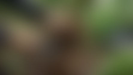 Spring Garden Clean-Up, the Native Plant Way