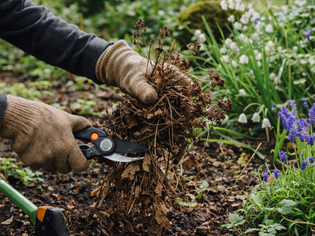 Spring Garden Clean-Up, the Native Plant Way