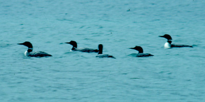 Common Loon, July '89.jpg