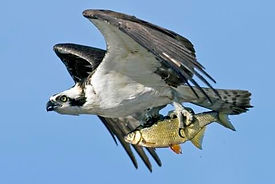 Osprey_All about birds website 2018.jpg