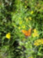 Question Mark Butterfly in Pasadena Ski and Nature Park