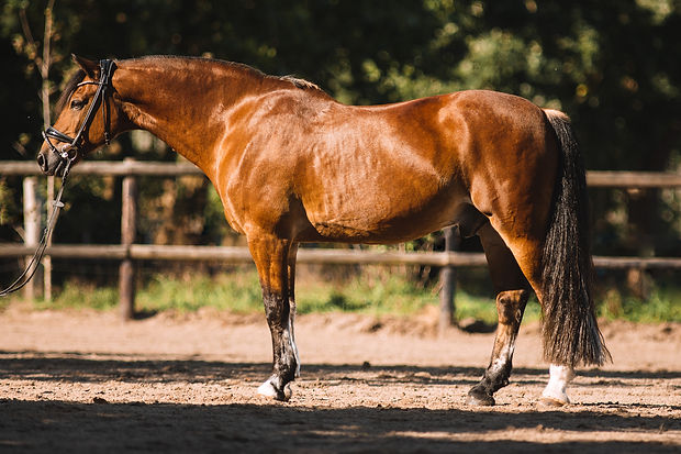 SarahBuch2_501633109337497 1.jpeg