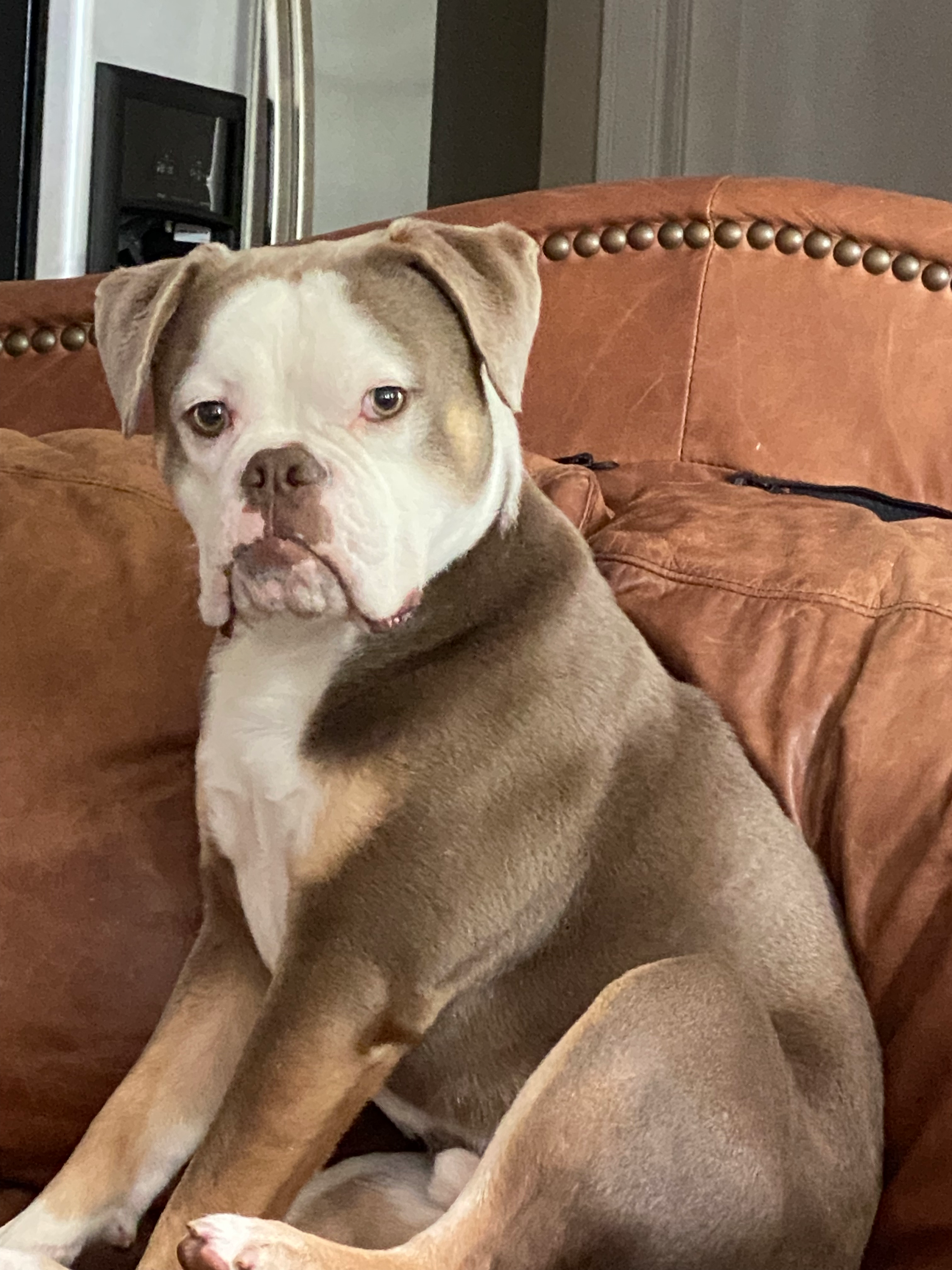 Kevin, John Bircher's Olde English Bulldog