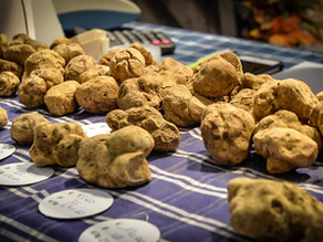 Fiera Internazionale del Tartufo Bianco d’Alba 2025: il profumo dell’autunno nelle Langhe