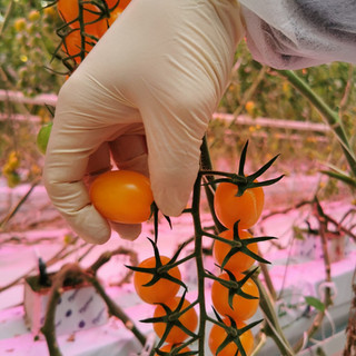 Pomodori lapietra, tutto l'anno, coltivazione in idroponica nichel free