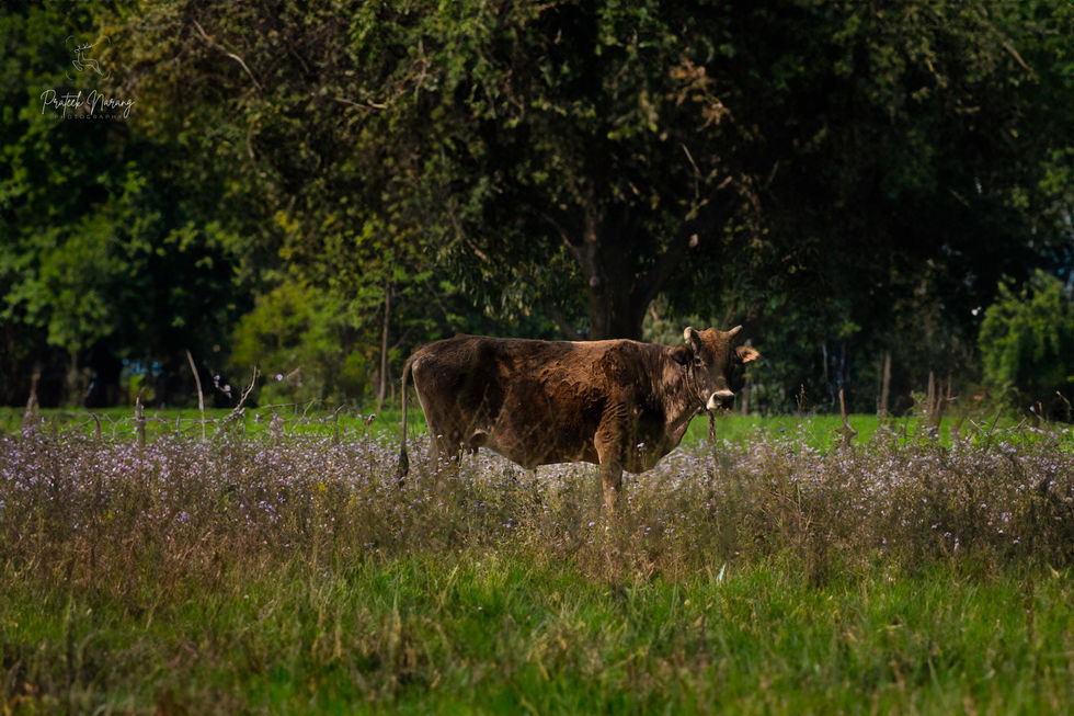 WFF_6326-Edit