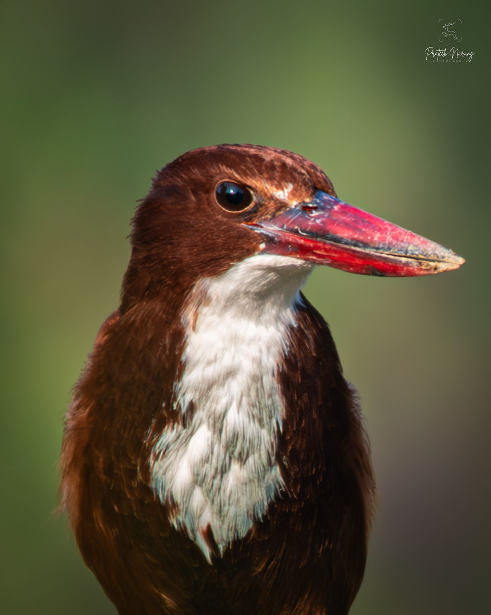 bird_portraits-23