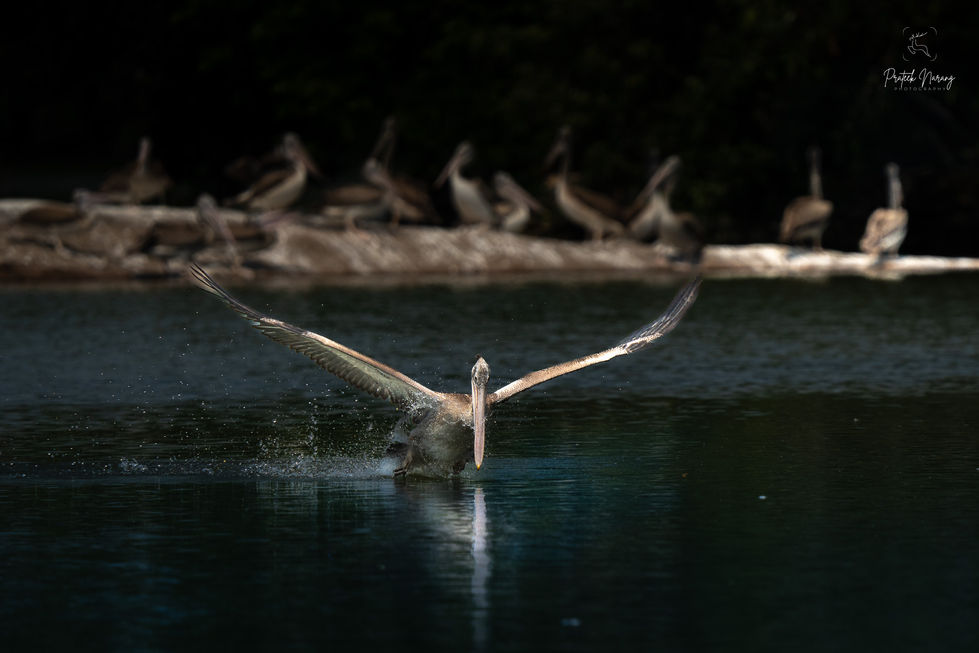 Pelican-10