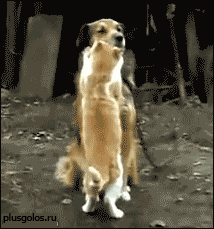 1386007932.gif