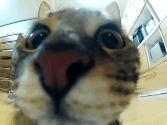 image (78).gif