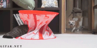 image (42).gif