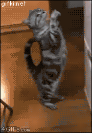 1385652492.gif