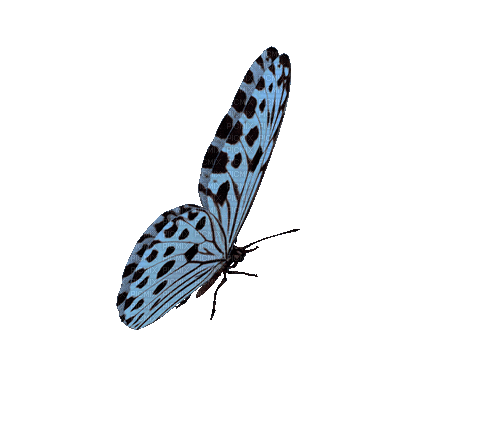 1655339_d3711.gif