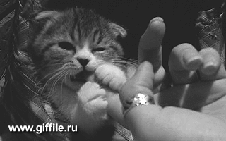 1385706581.gif