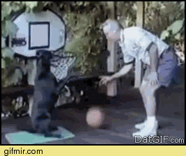 1385654393.gif