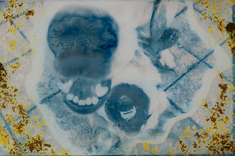 Beyond Streets, Cyanolumen, Alternative Photograpy, Stray Dogs, Dog, Friend