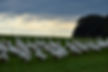 DSC_0920.JPG