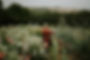 misty field