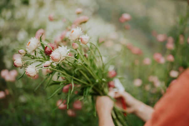 Gemma_s Lady Garden_-127.jpg
