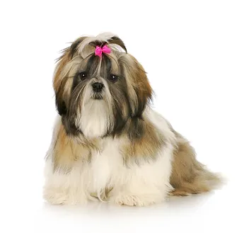 shih tzu puppy with pink bow in hair sit.webp