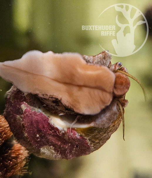 Miniaturbild: Turbo Fluctuosus (Mexikanische Turboschnecke )