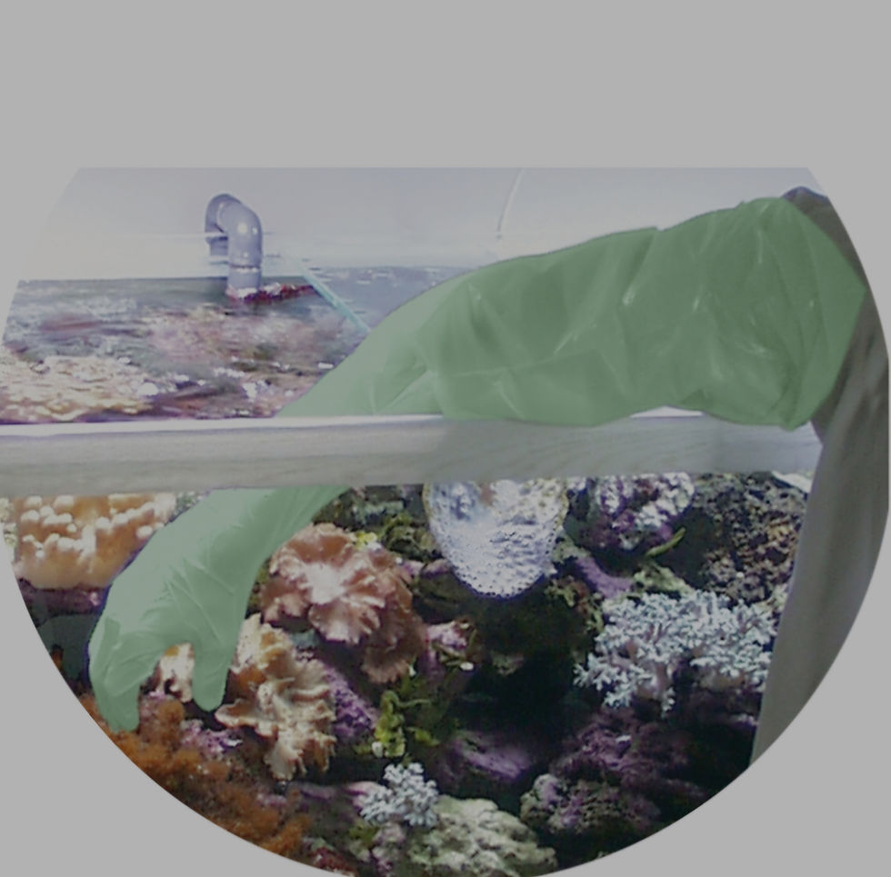 Miniaturbild: Tunze Aquariumhandschuhe