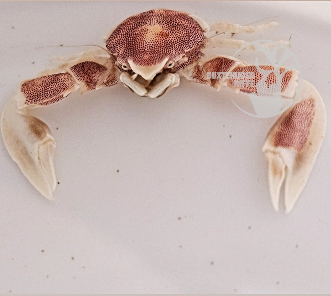 Neopetrolisthes maculatus (Anemonenkrebs)