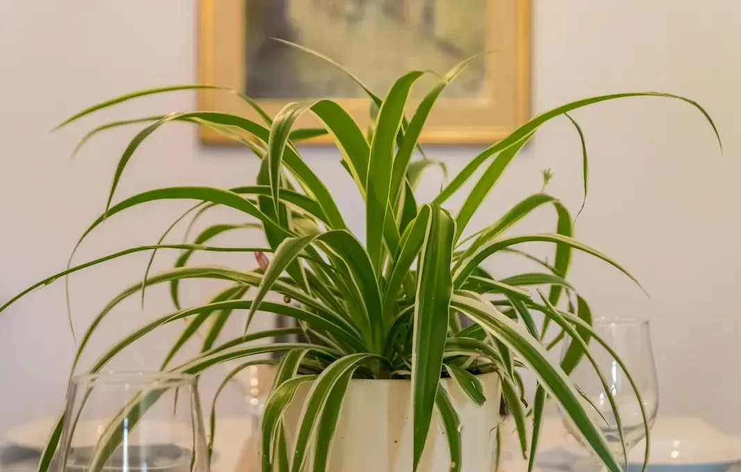 Decorative flower detail on the dining table in Terra Magica Deluxe Apartment Grobnik