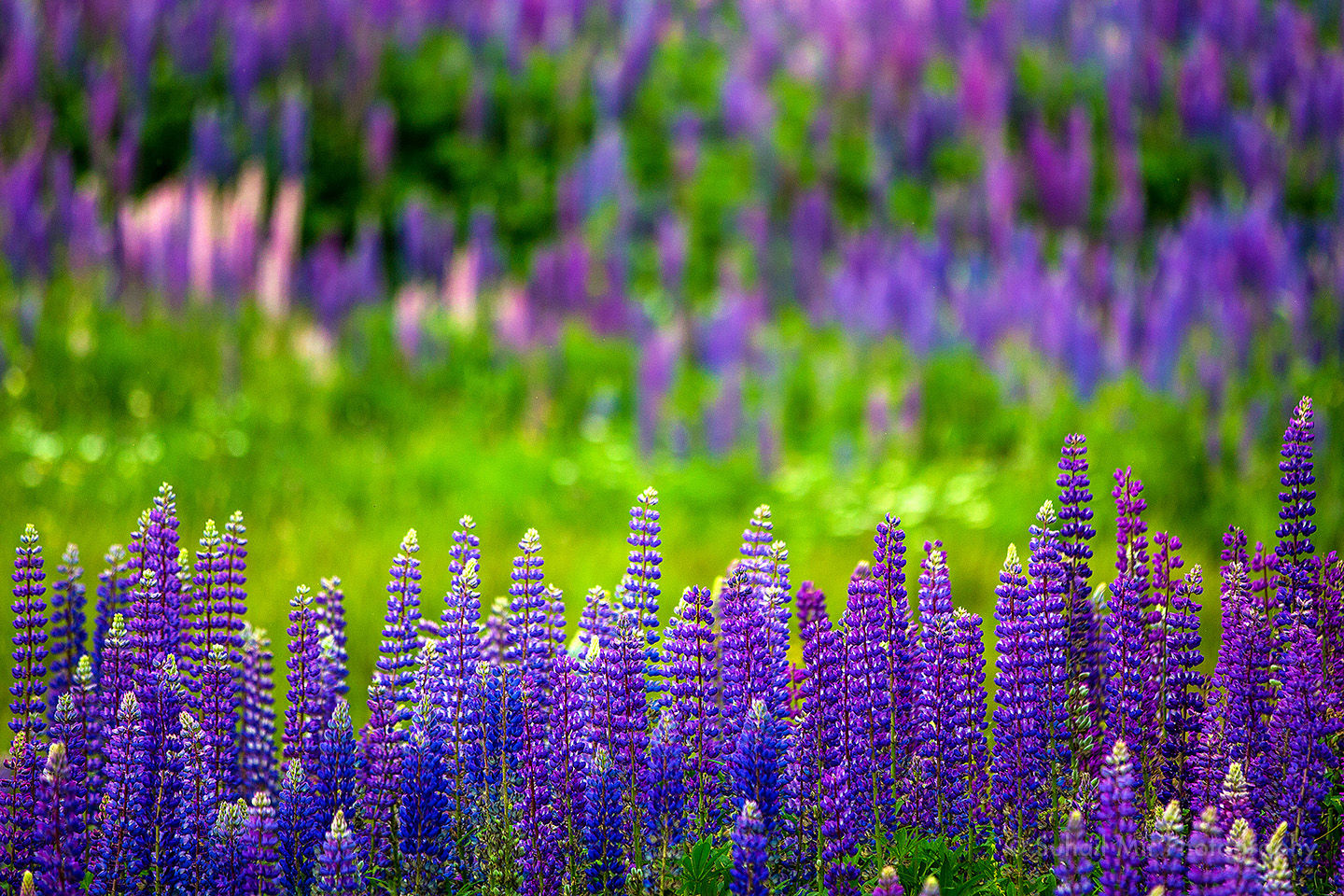 Meadow (Photo) By Suhail Mir