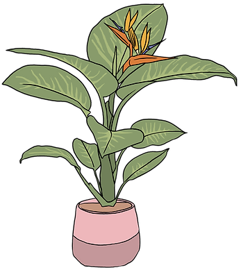 plante (1).png