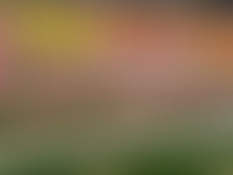 恋野のチューリップ祭り🌷🌷🌷